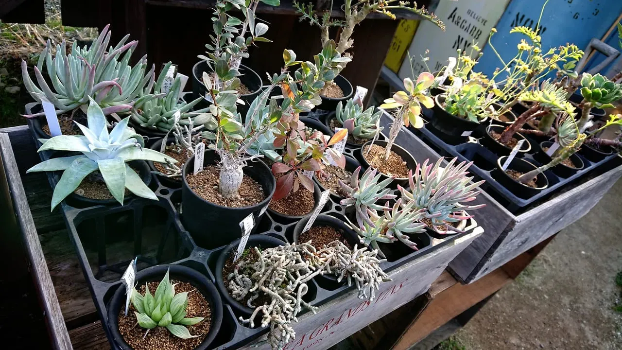 和歌山 多肉植物：驚きの発見！絶対に失敗しない育て方と厳選ガイド